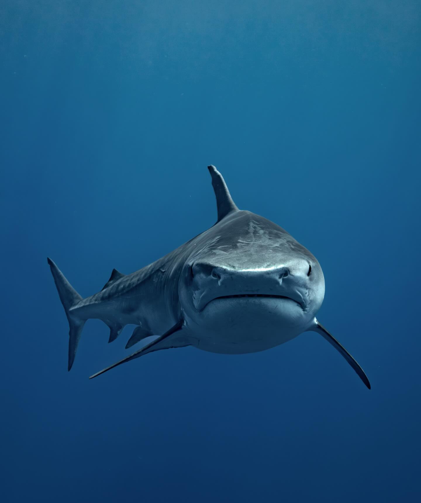 Tiger shark underwater